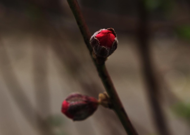 Đào Tết xuống phố sớm: Tiểu thương hét giá mỗi cành 1 triệu đồng-6