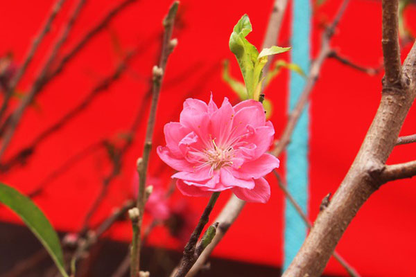 Mong may mắn, đại gia chi 150 triệu đồng mua trà cổ chơi Tết-6