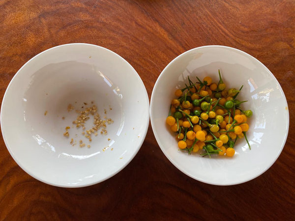Bất ngờ loại ớt đắt nhất thế giới giá nửa tỷ một kg được người Việt đem tặng miễn phí-5