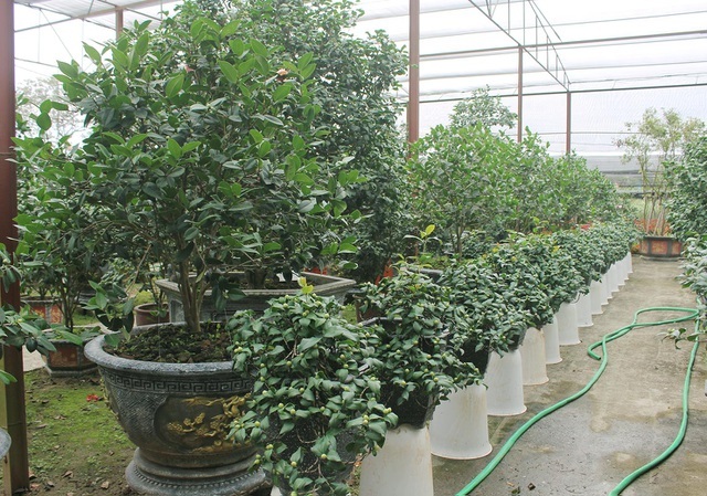 Mong may mắn, đại gia chi 150 triệu đồng mua trà cổ chơi Tết-3