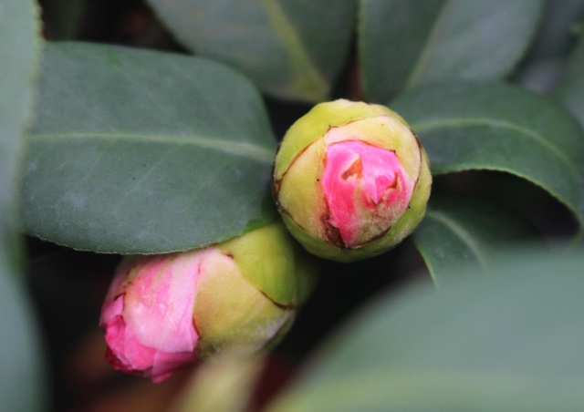 Mong may mắn, đại gia chi 150 triệu đồng mua trà cổ chơi Tết-5