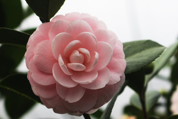 Đắt ngang vàng ròng: Trà đinh ngậm sương núi giá 6 triệu đồng/kg-3