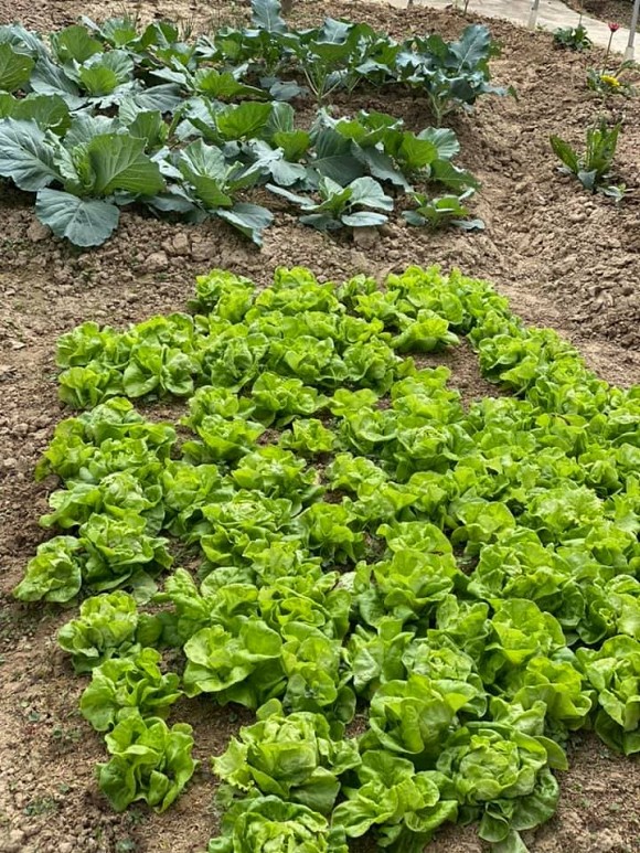 Bà bầu Quế Vân khoe vườn rau sạch nhà trồng khiến dân tình nhìn là mê-2