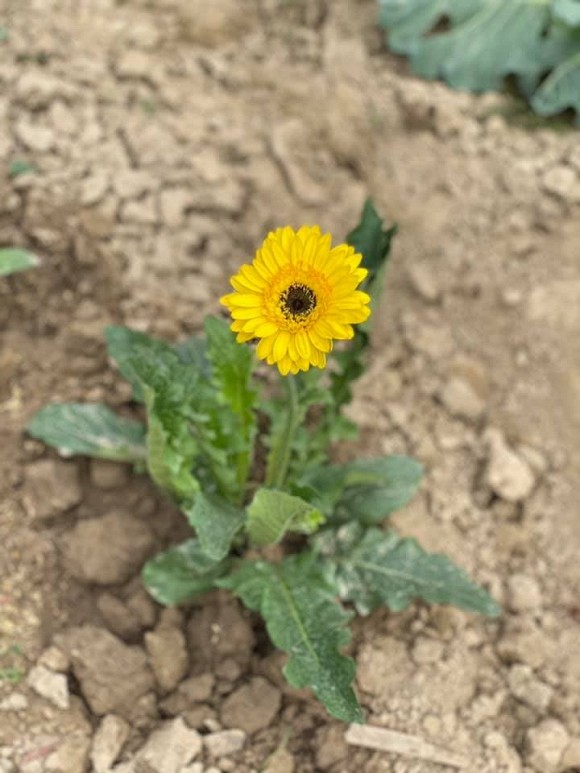 Bà bầu Quế Vân khoe vườn rau sạch nhà trồng khiến dân tình nhìn là mê-4