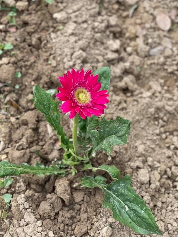 Bà bầu Quế Vân khoe vườn rau sạch nhà trồng khiến dân tình nhìn là mê-5