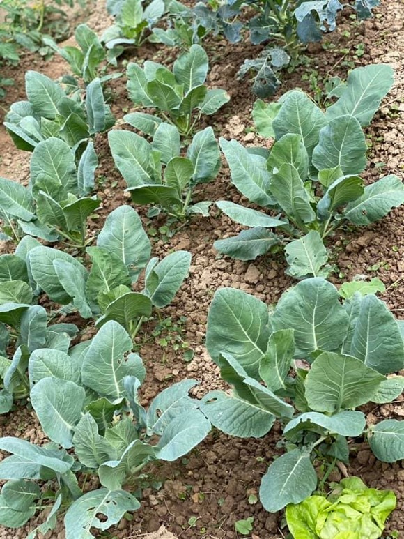 Bà bầu Quế Vân khoe vườn rau sạch nhà trồng khiến dân tình nhìn là mê-6