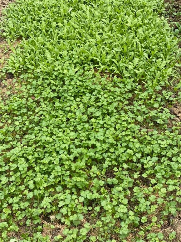 Bà bầu Quế Vân khoe vườn rau sạch nhà trồng khiến dân tình nhìn là mê-7