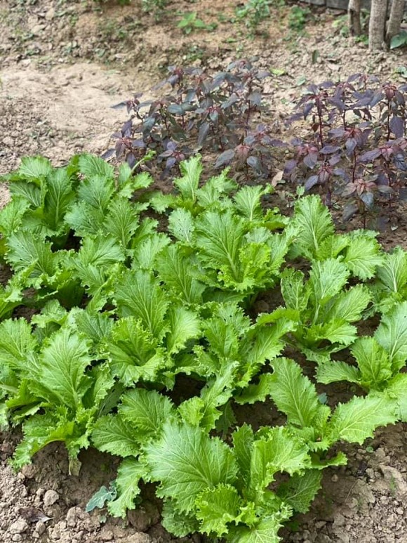 Bà bầu Quế Vân khoe vườn rau sạch nhà trồng khiến dân tình nhìn là mê-8