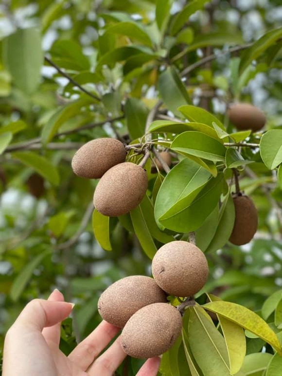 Bà bầu Quế Vân khoe vườn rau sạch nhà trồng khiến dân tình nhìn là mê-9