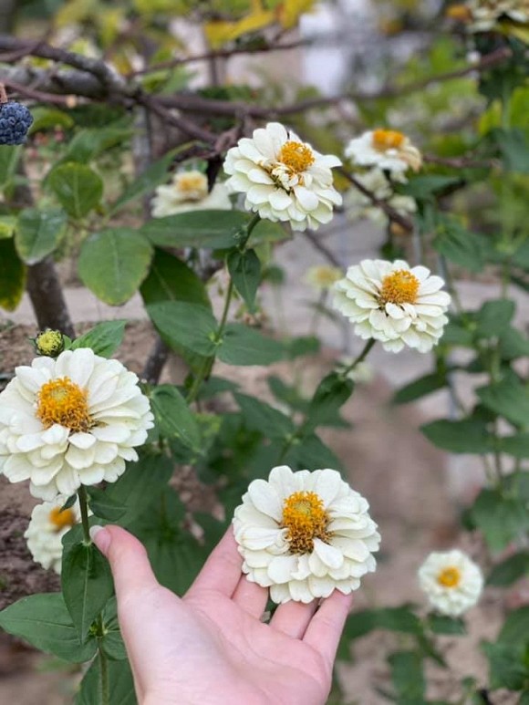 Bà bầu Quế Vân khoe vườn rau sạch nhà trồng khiến dân tình nhìn là mê-10