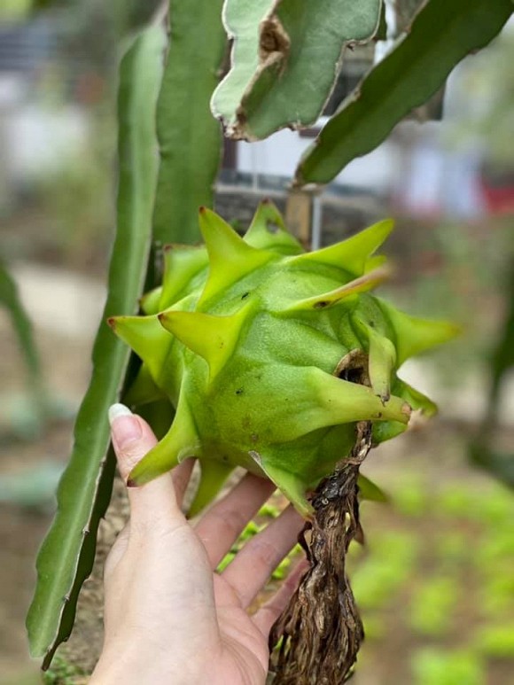 Bà bầu Quế Vân khoe vườn rau sạch nhà trồng khiến dân tình nhìn là mê-11