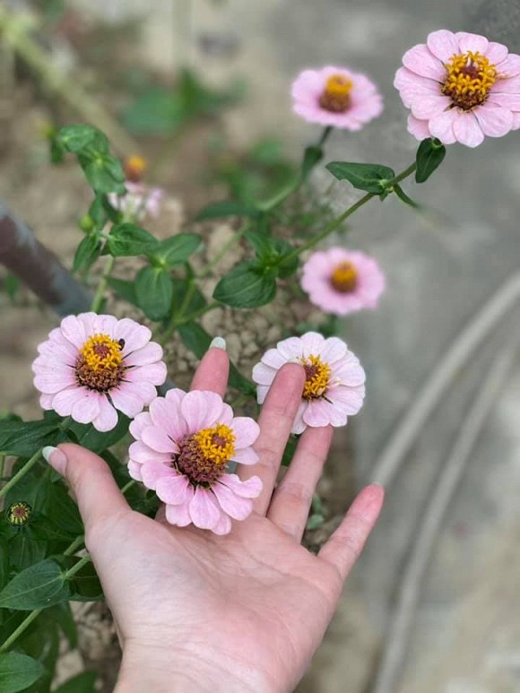 Bà bầu Quế Vân khoe vườn rau sạch nhà trồng khiến dân tình nhìn là mê-12