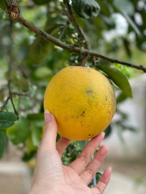 Bà bầu Quế Vân khoe vườn rau sạch nhà trồng khiến dân tình nhìn là mê-13