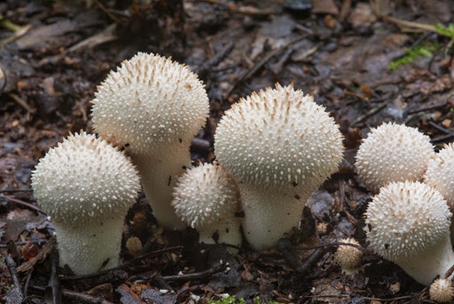 Nhìn xa tưởng nấm độc ai ngờ là đặc sản ngon hiếm có, giá tiền triệu-4