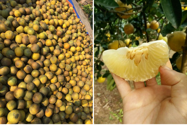 Bưởi Diễn 5 nghìn đồng/quả, đầu mùa loạn giá coi chừng dính lừa-2