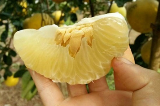 Bưởi Diễn 5 nghìn đồng/quả, đầu mùa loạn giá coi chừng dính lừa