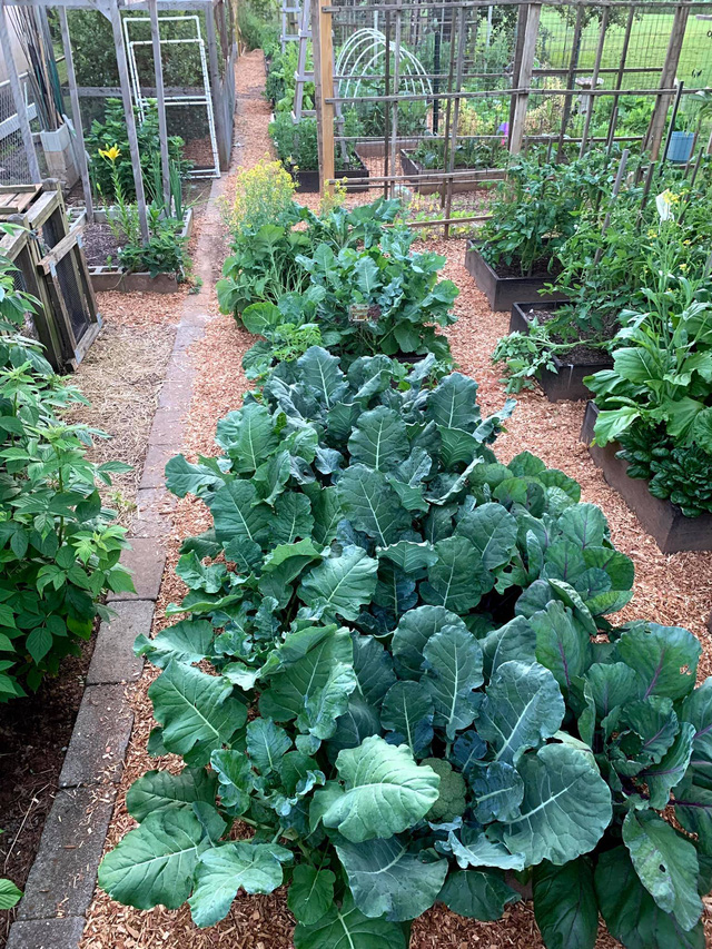 Khu vườn rộng 4000m² của bà mẹ trẻ xinh đẹp trồng rau sạch cho con gái thưởng thức-2