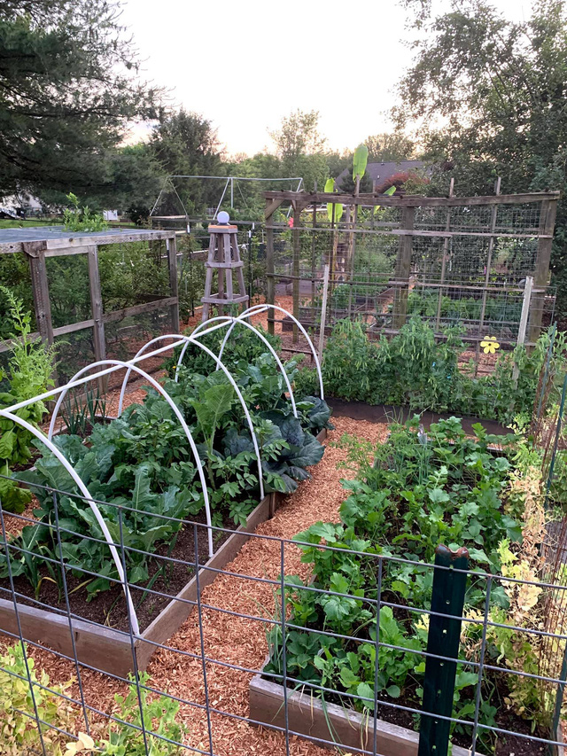 Khu vườn rộng 4000m² của bà mẹ trẻ xinh đẹp trồng rau sạch cho con gái thưởng thức-3