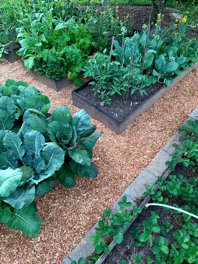 Khu vườn rộng 4000m² của bà mẹ trẻ xinh đẹp trồng rau sạch cho con gái thưởng thức-4