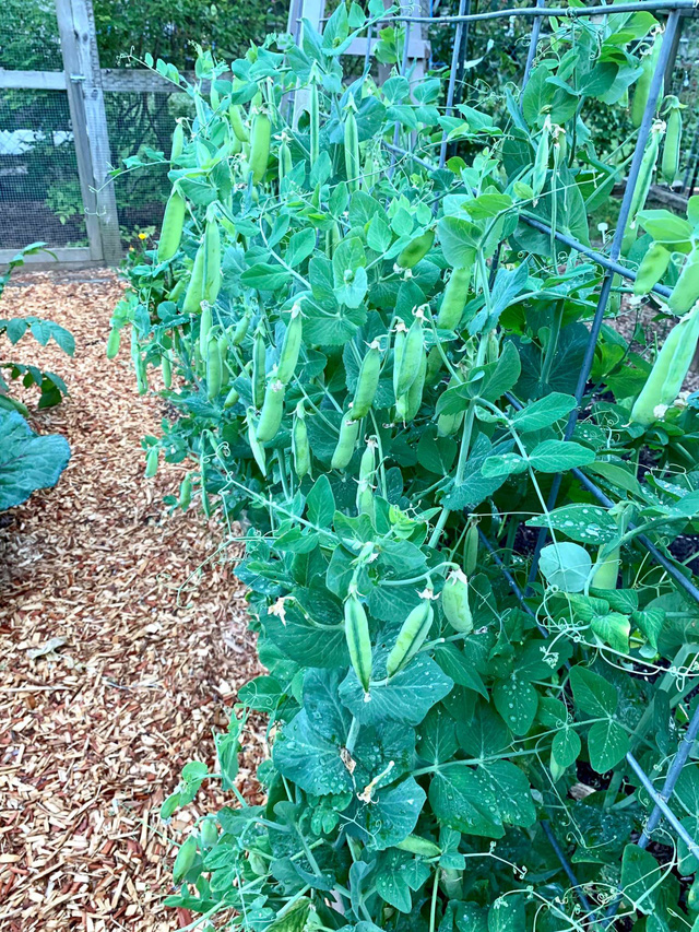 Khu vườn rộng 4000m² của bà mẹ trẻ xinh đẹp trồng rau sạch cho con gái thưởng thức-5