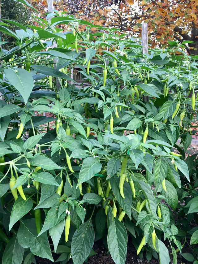 Khu vườn rộng 4000m² của bà mẹ trẻ xinh đẹp trồng rau sạch cho con gái thưởng thức-6