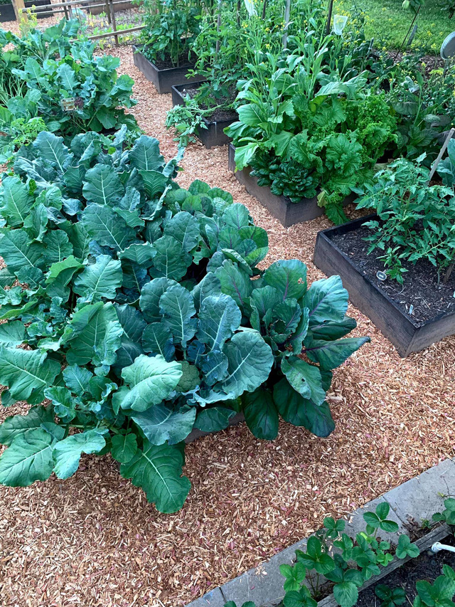 Khu vườn rộng 4000m² của bà mẹ trẻ xinh đẹp trồng rau sạch cho con gái thưởng thức-10