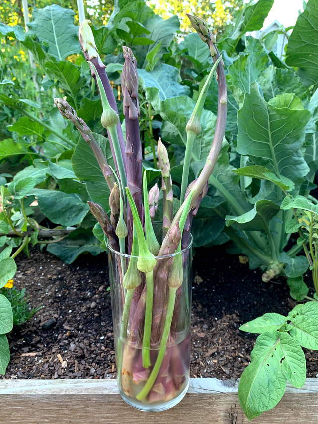 Khu vườn rộng 4000m² của bà mẹ trẻ xinh đẹp trồng rau sạch cho con gái thưởng thức-12