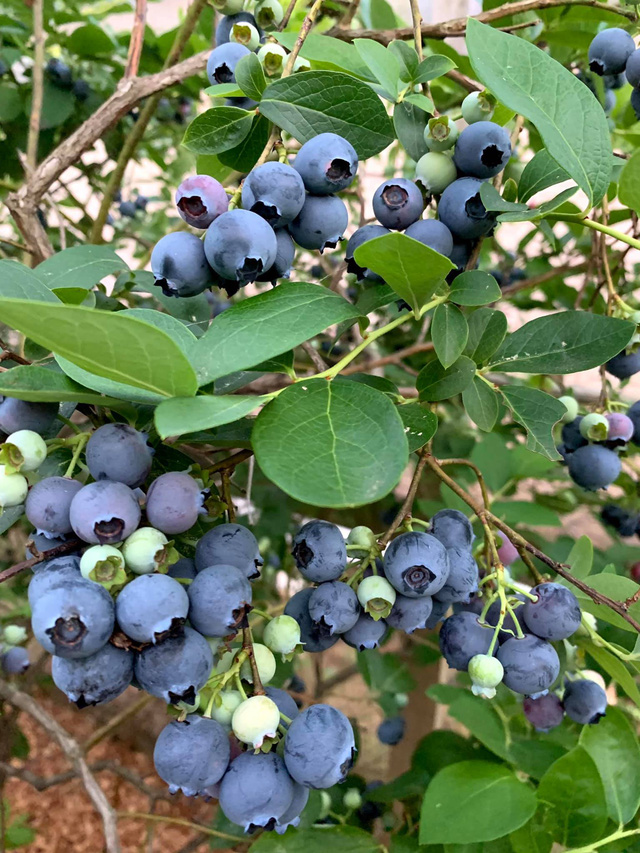 Khu vườn rộng 4000m² của bà mẹ trẻ xinh đẹp trồng rau sạch cho con gái thưởng thức-13