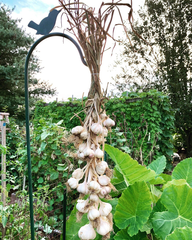 Khu vườn rộng 4000m² của bà mẹ trẻ xinh đẹp trồng rau sạch cho con gái thưởng thức-15