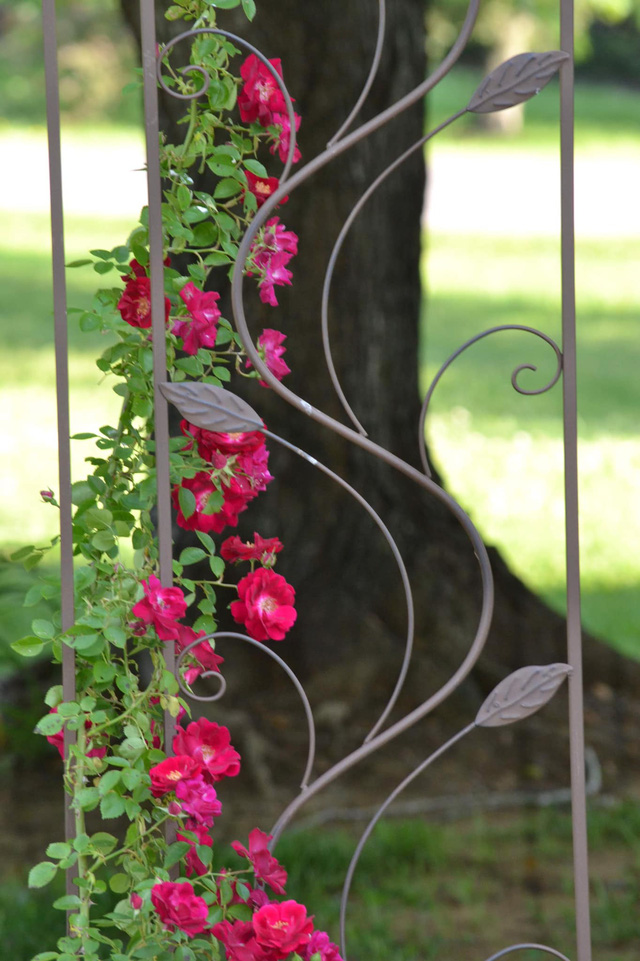 Khu vườn rộng 4000m² của bà mẹ trẻ xinh đẹp trồng rau sạch cho con gái thưởng thức-16