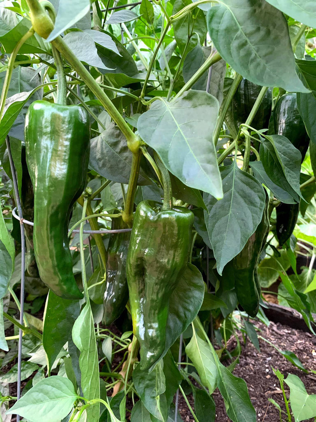 Khu vườn rộng 4000m² của bà mẹ trẻ xinh đẹp trồng rau sạch cho con gái thưởng thức-18