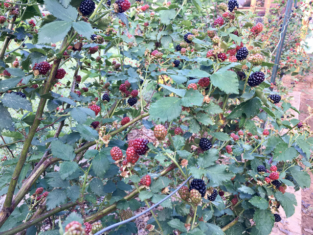 Khu vườn rộng 4000m² của bà mẹ trẻ xinh đẹp trồng rau sạch cho con gái thưởng thức-19