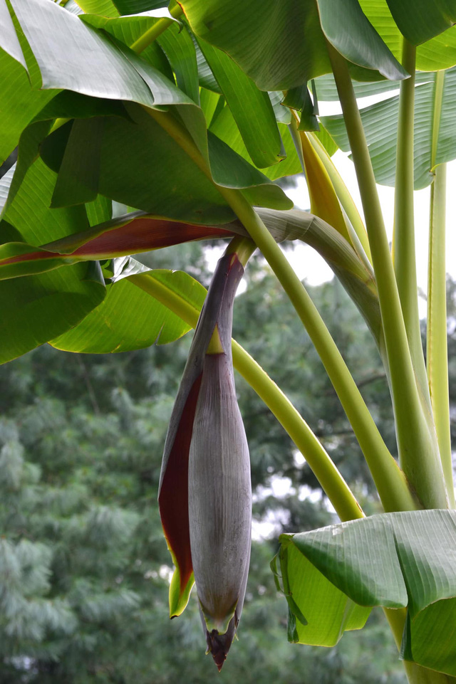 Khu vườn rộng 4000m² của bà mẹ trẻ xinh đẹp trồng rau sạch cho con gái thưởng thức-20