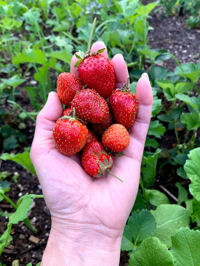 Khu vườn rộng 4000m² của bà mẹ trẻ xinh đẹp trồng rau sạch cho con gái thưởng thức-21