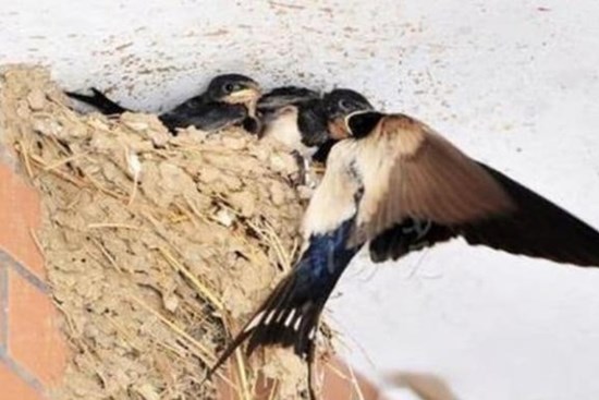 Nếu trong nhà mà xảy ra những hiện tượng sau đây là điềm lành, đừng phá bỏ nó, chỉ trong vài ngày là giàu lên