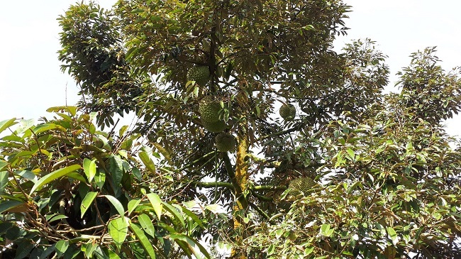 Sầu riêng tăng giá kỷ lục, thương lái lùng mua, nông dân tiếc hùi hụi-2