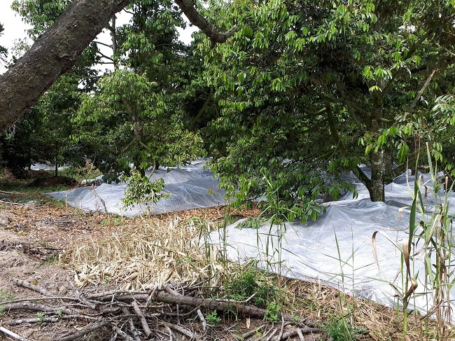 Sầu riêng tăng giá kỷ lục, thương lái lùng mua, nông dân tiếc hùi hụi-3