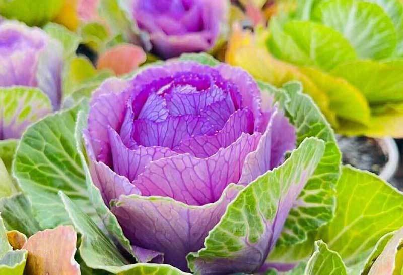 Bắp cải Trung Quốc màu lạ, tới tấp đặt mua, rước về đón Tết-1