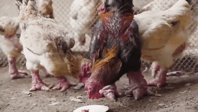 Cặp chân khủng của gà Đông Tảo gây bão triệu view trên báo nước ngoài-3