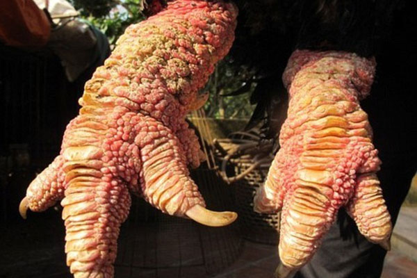 Trả 20 triệu đồng vẫn không mua nổi cặp chân gà Đông Tảo ăn Tết-4