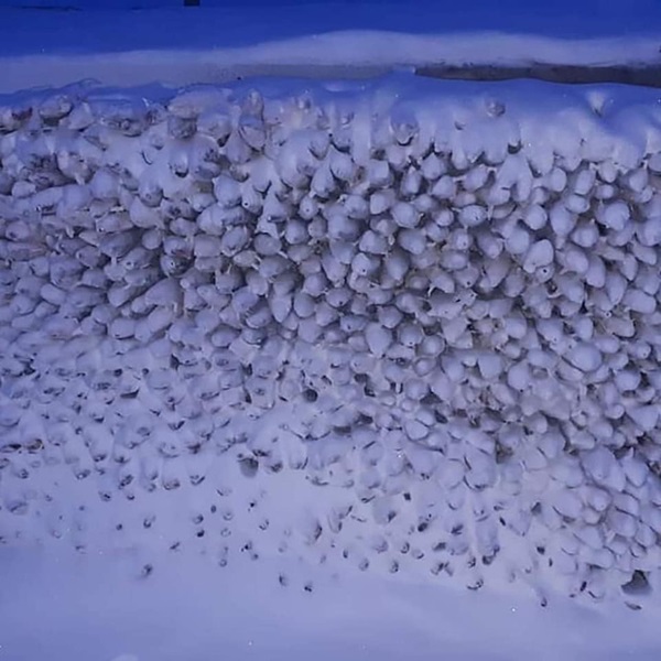 Bức ảnh cá cứng đơ xếp từng chồng bày bán ở chợ gây ngạc nhiên tột độ và sự thật về thành phố lạnh nhất thế giới, đóng băng cả lông mi và tóc-7