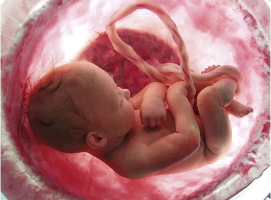 Nghiên cứu mới: Phát hiện hàng tá hạt vi nhựa tồn tại trong nhau thai của người-1
