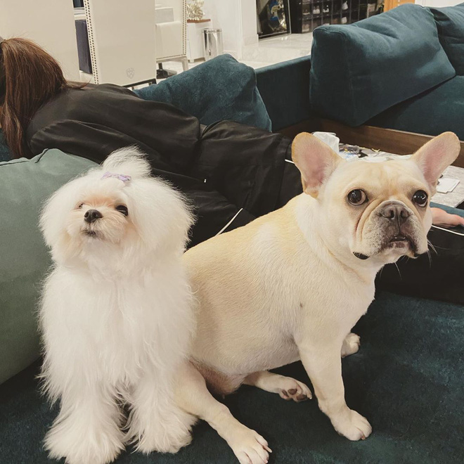 Phillip Nguyễn và Linh Rin khoe cây thông Giáng sinh chạm nóc, để lộ không gian xa hoa bên trong căn biệt thự-7