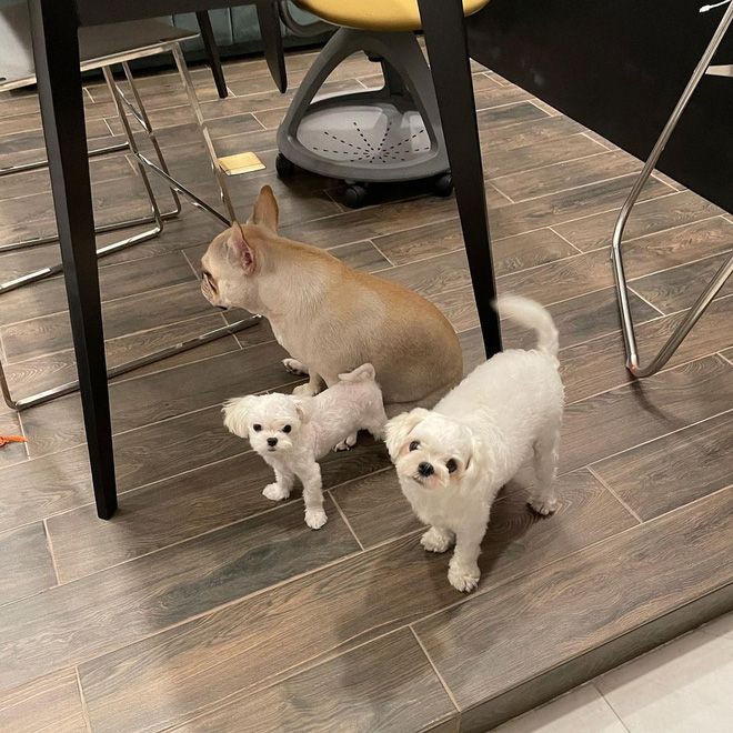 Phillip Nguyễn và Linh Rin khoe cây thông Giáng sinh chạm nóc, để lộ không gian xa hoa bên trong căn biệt thự-9