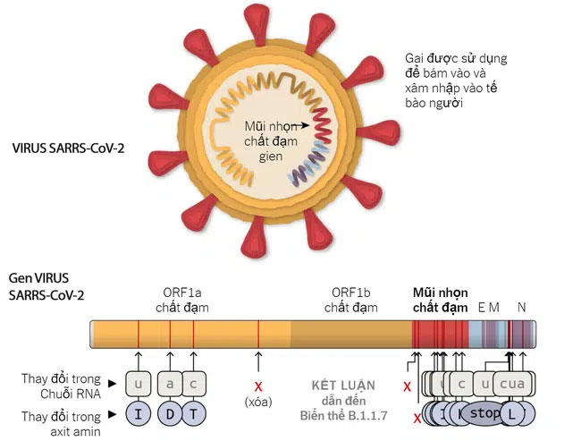 Biến thể virus SARS-CoV-2 ở Anh có tỉ lệ lây nhiễm 56%, các nước Úc, Đan Mạch và Singapore cũng đã phát hiện ra chủng này-1