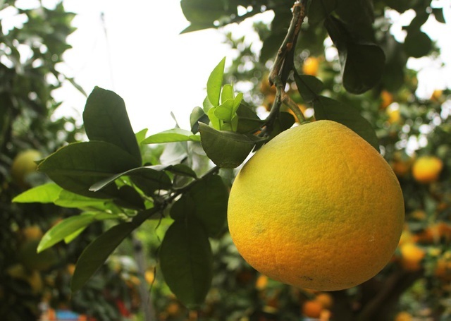 Đeo lúc lỉu 300 quả trên cây: Bưởi cảnh khổng lồ hét giá 100 triệu đồng-4