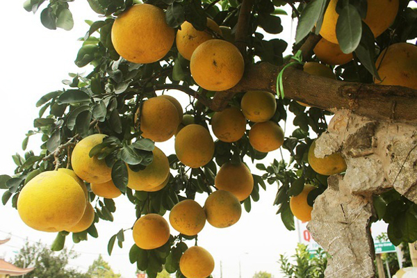 Trả 400 triệu, đại gia không mua nổi cây hoa giấy ngũ sắc 100 tuổi chơi Tết-6