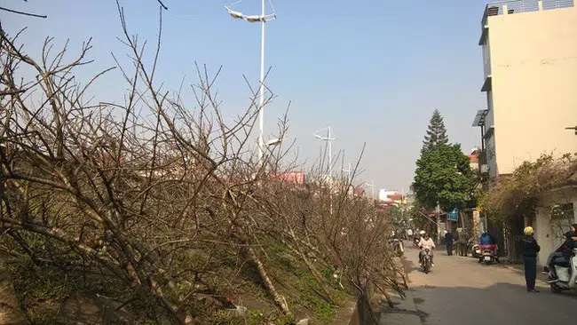 Nghiêm cấm chặt đào rừng chơi Tết-1