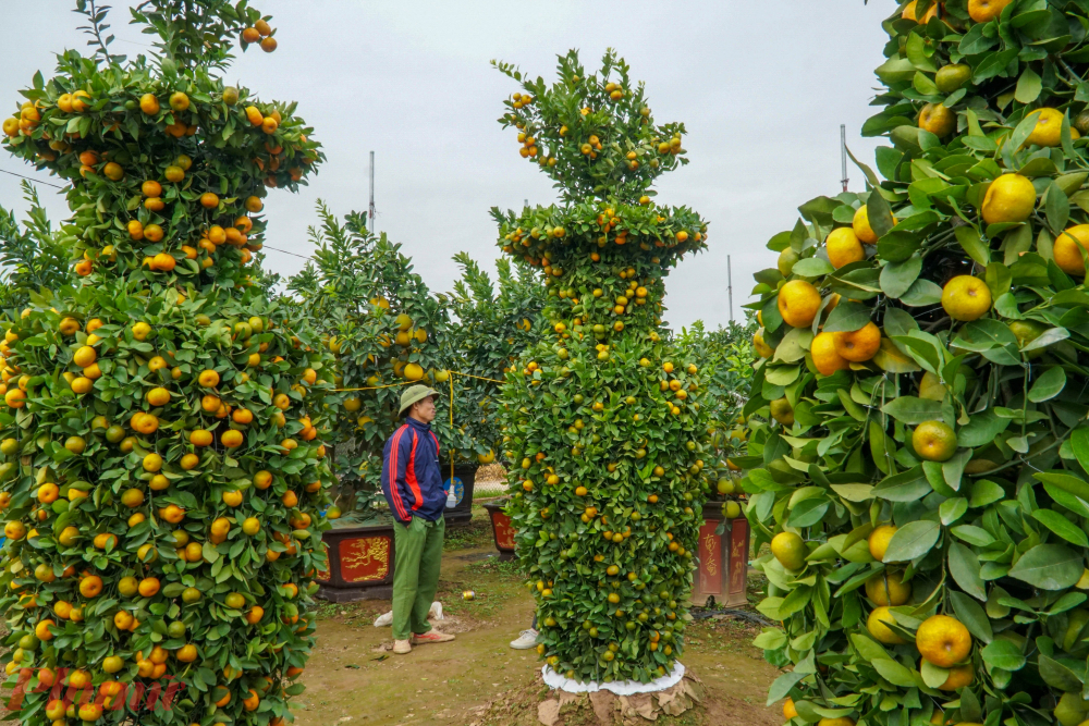 Nghìn USD một cặp quýt lục bình khủng chơi Tết-3