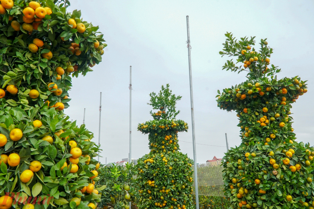 Nghìn USD một cặp quýt lục bình khủng chơi Tết-4